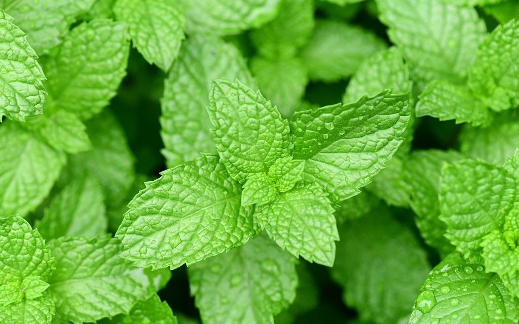 Leatex PAF-A  薄荷芳香整理剂